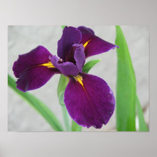 Purple Iris Poster