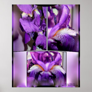 Purple Iris Poster