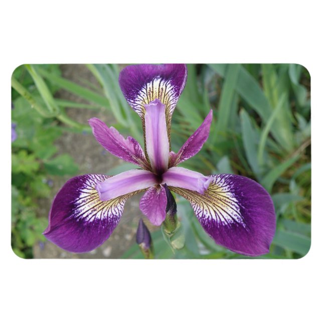 Purple Iris Premium Magnet (Horizontal)