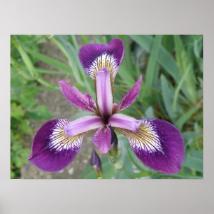 Purple Iris Print