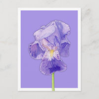 Purple Iris purple Postcard