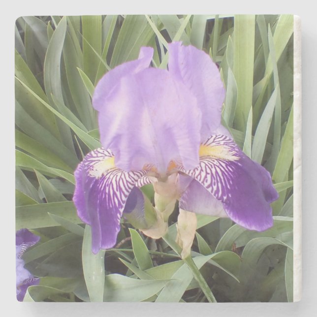 Purple Iris StoneCoaster Stone Coaster (Front)