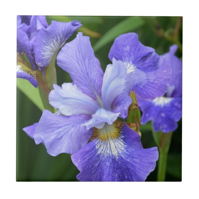 Purple iris tile (Front)