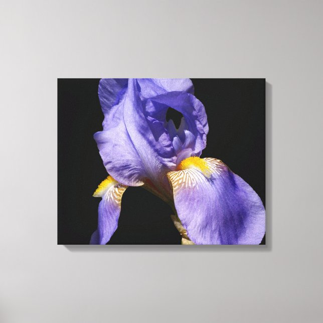 Purple Iris Wrapped Canvas (Front)