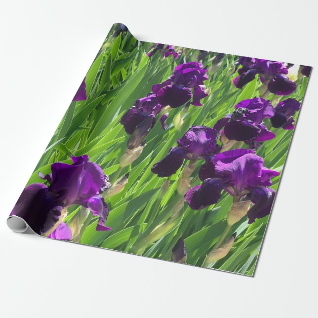 Purple Iris Wrapping Paper (Unrolled)