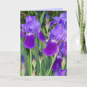 Purple Irises Birthday Card