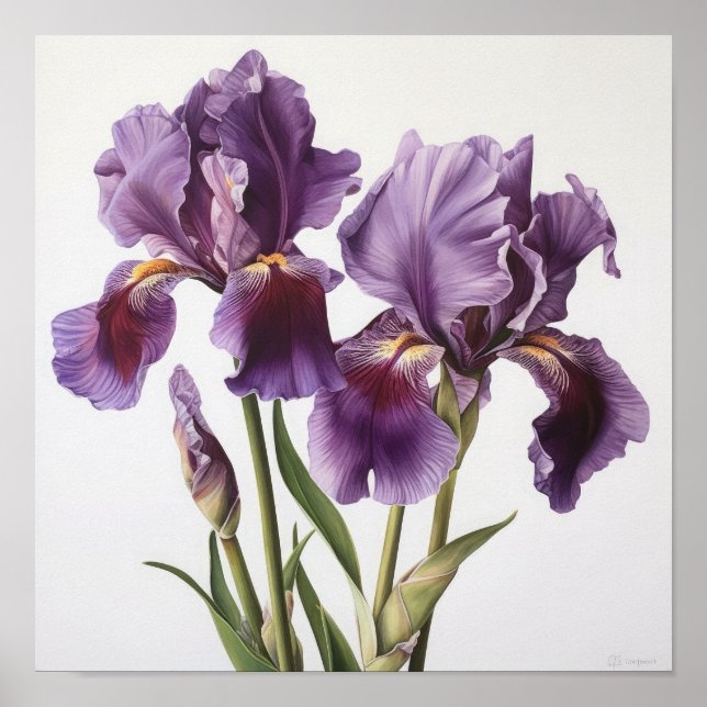 Purple Irises Flower Art Print Poster (Front)
