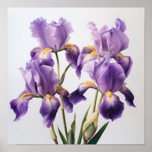 Purple Irises Flower Art Print Poster (Front)