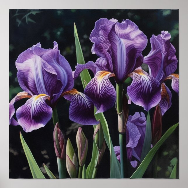 Purple Irises Flower Art Print Poster (Front)