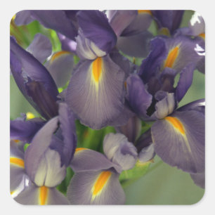 Purple Irises Flower Art Sticker Decals