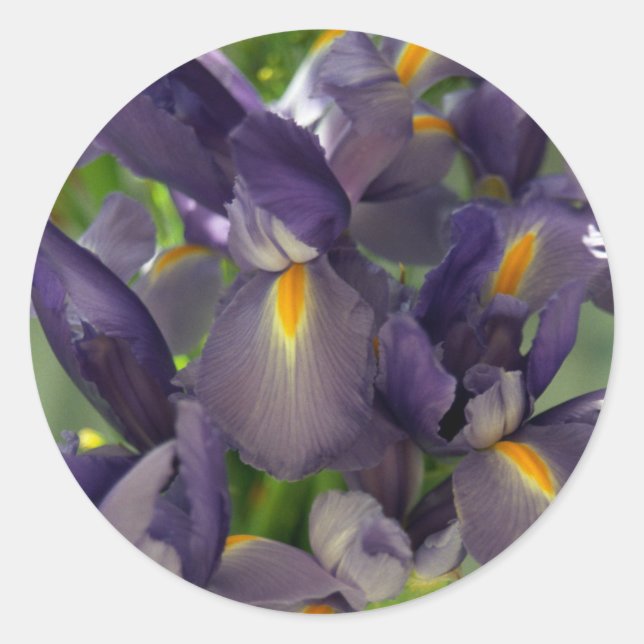 Purple Irises Flower Art Sticker Decals (Front)