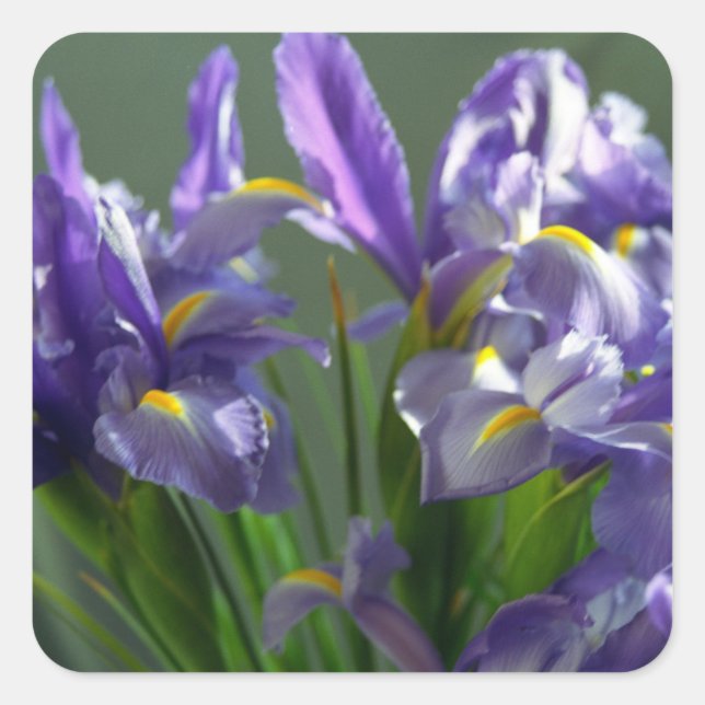 Purple Irises Flower Art Sticker Decals (Front)