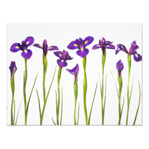 Purple Irises - Iris Flower Customised Template Photo Print