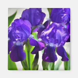 Purple Irises Iris Flower Magnet