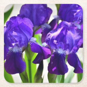 Purple Irises Iris Flower Square Paper Coaster