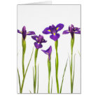 Purple irises isolated on a white background
