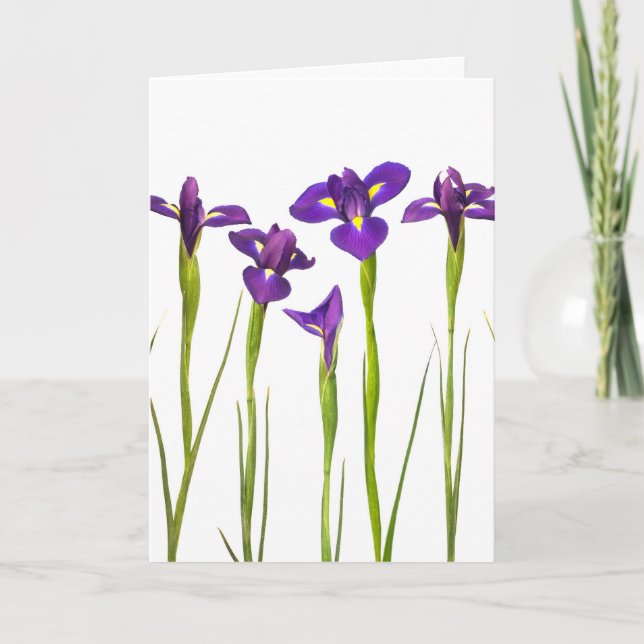 Purple irises isolated on a white background card (Front)