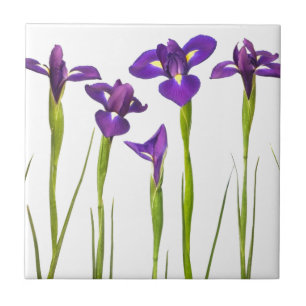 Purple irises isolated on a white background tile