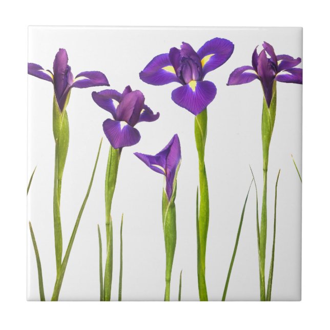 Purple irises isolated on a white background tile (Front)