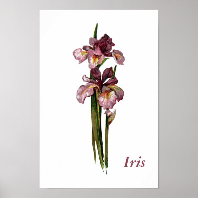Purple Irises Personalised Poster (Front)