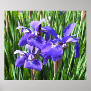 Purple Irises Poster