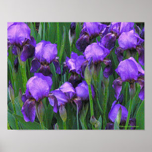 "PURPLE IRISES" POSTER