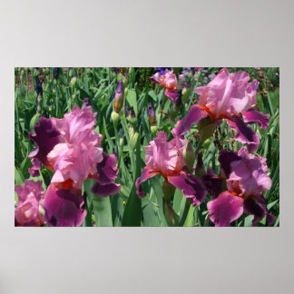 Purple Irises Spring Floral Poster