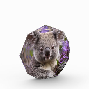 Purple Jacaranda Koala Bear, Photo Block