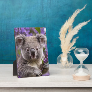 Purple Jacaranda Koala Bear, Plaque