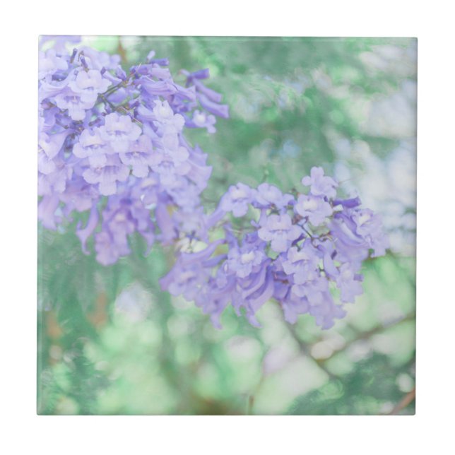Purple Jacaranda Tree Flowers Nature Tile (Front)