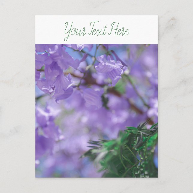 Purple Jacaranda Tree Flowers Postcard (Front)