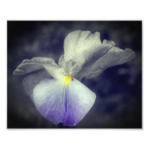 Purple Japanese Iris Flower Partial Colour 8x10 Photo Print