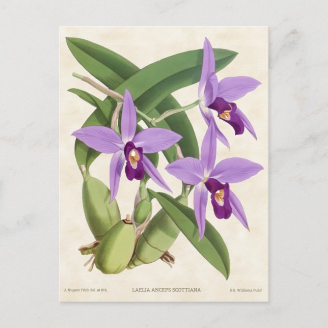 Purple Laelia Orchid Vintage Botanical Postcard (Front)