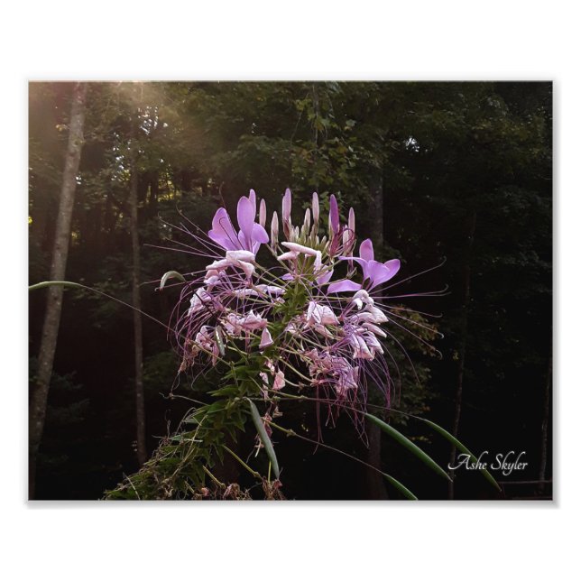 Purple Lashes Photo Print (Front)