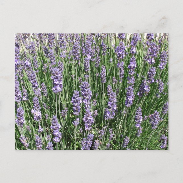 Purple Lavender Delight Postcard (Front)