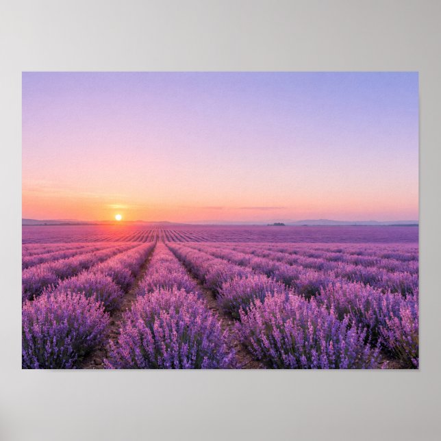 Purple Lavender Fields Poster - Provence France (Front)