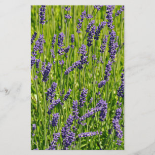 Purple lavender flowers meadow stationery