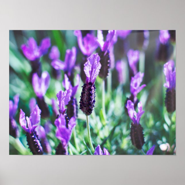 Purple lavender flowers poster (Front)