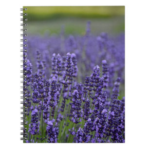 Purple lavender meadow spiral notebook