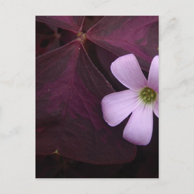 Purple Leaf Shamrock Flower Postcard (Front)
