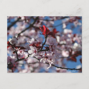 Purple-leaved Plum Postcard