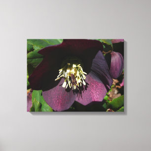 Purple Lenten Rose Easter Flower Canvas Print