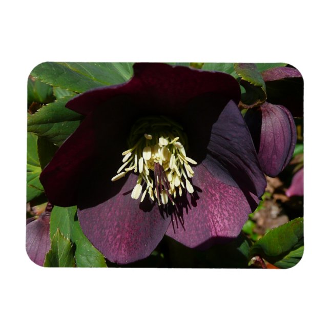 Purple Lenten Rose Easter Flower Magnet (Horizontal)