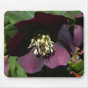 Purple Lenten Rose Easter Flower Mouse Pad
