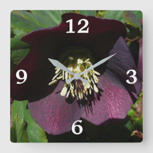 Purple Lenten Rose Easter Flower Square Wall Clock