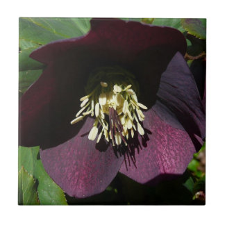Purple Lenten Rose Easter Flower Tile