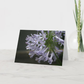 Purple-Lilac Blue Agapanthus Floral Card