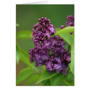 Purple Lilac Card