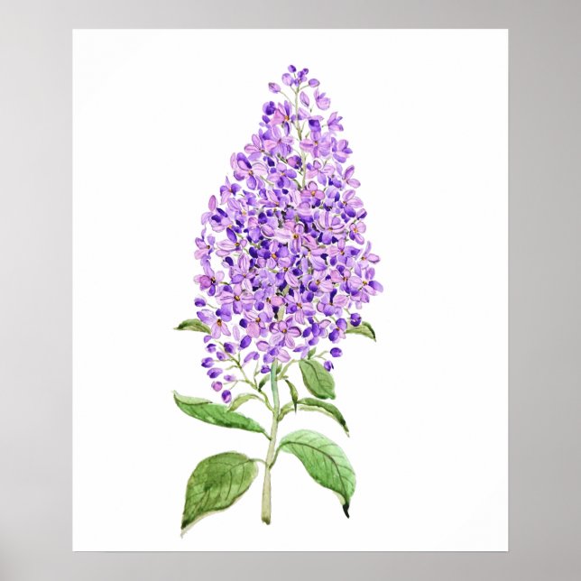 purple lilac flower watercolor  poster (Front)