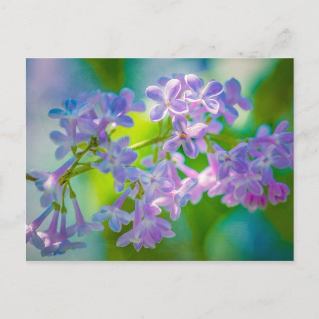 Purple Lilac Flowers Postcard (Front)
